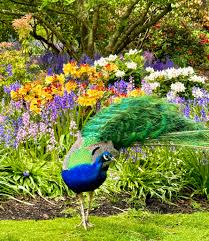 Butchart Gardens